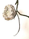 bedsheetbasket branch IMG 1539-1-scaled : CTC, OCA, basketry, branch, twining